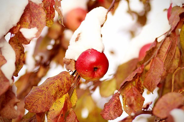 Яблоки в снегу - Василек photo