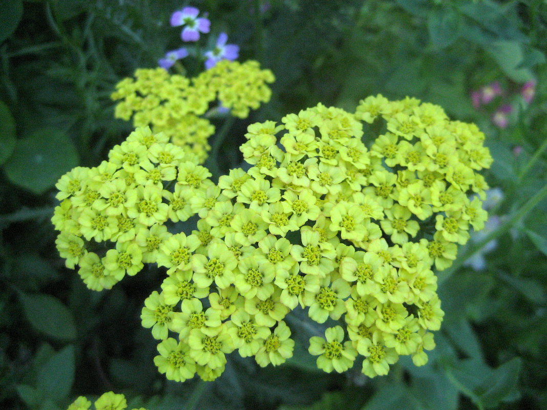 Achillea / Тысячелистник - laana laadas