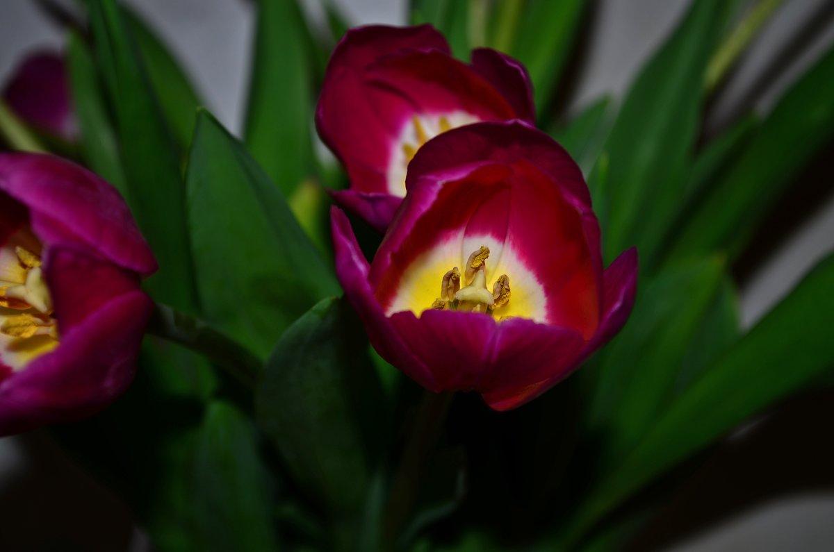 Тюльпаны - Tatiana Kretova