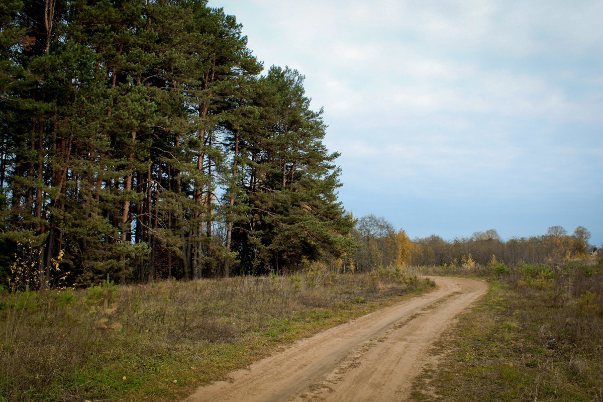 дорога в лесу - Владимир Зеленцов