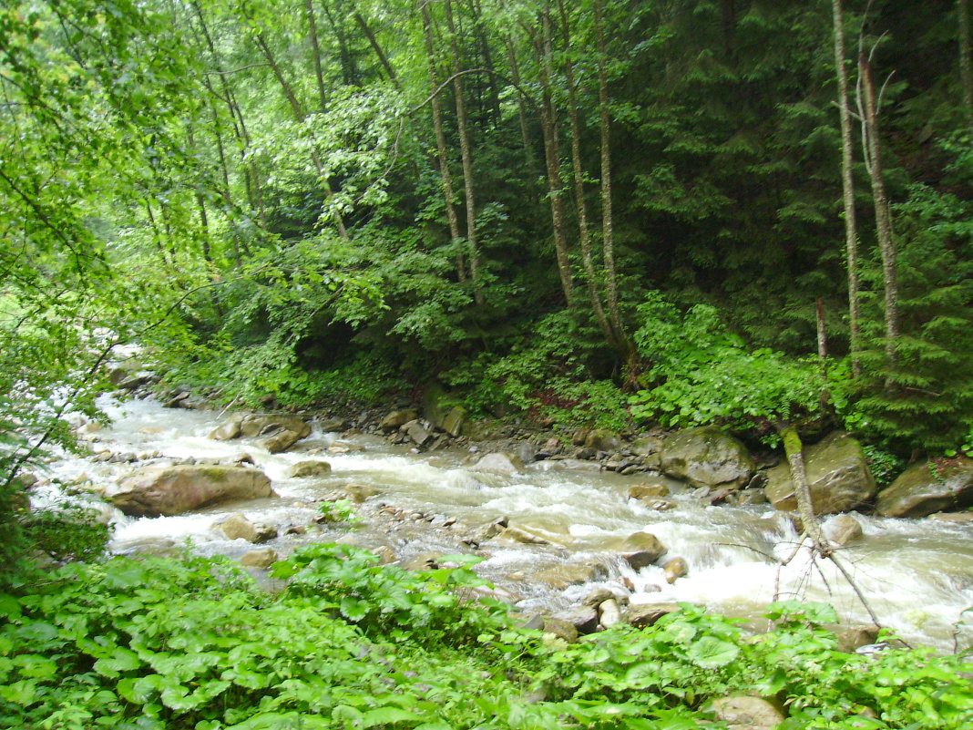 Горная  река  в  Карпатском лесу - Андрей  Васильевич Коляскин
