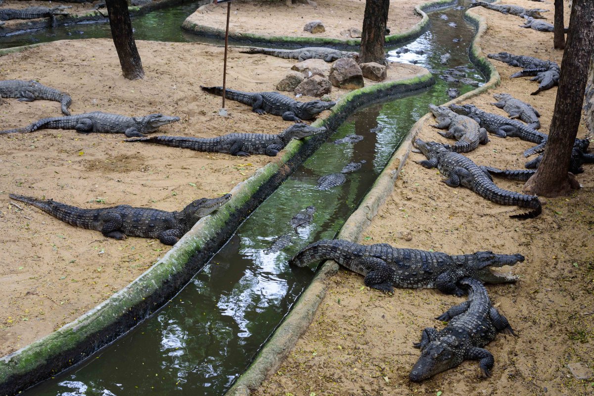 зоопарк крокодилов - Илья Шипилов