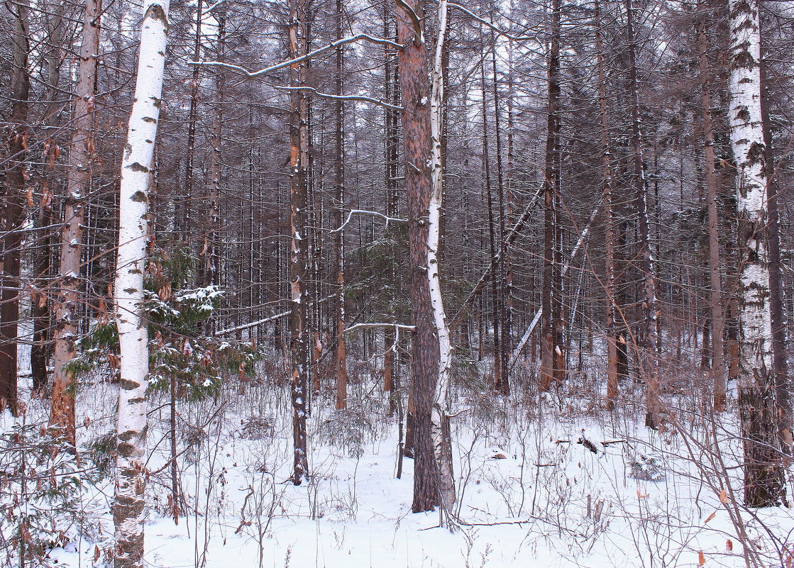 В зимнем лесу - Татьяна Ломтева