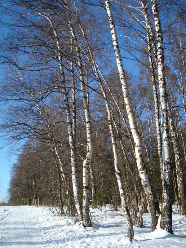 Цвета зимы - Андрей Лукьянов