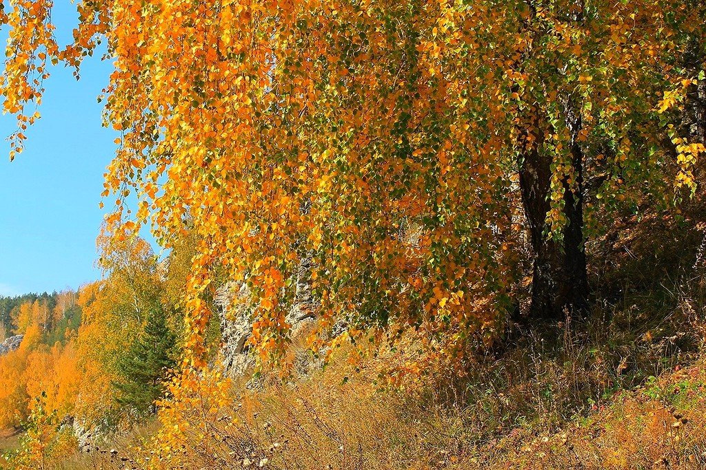 Берёзовые косы - Галина Стрельченя