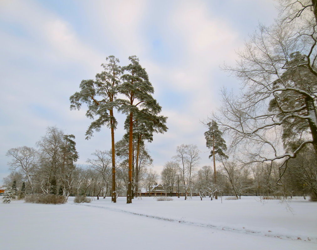 Зимний пейзаж - Елена 