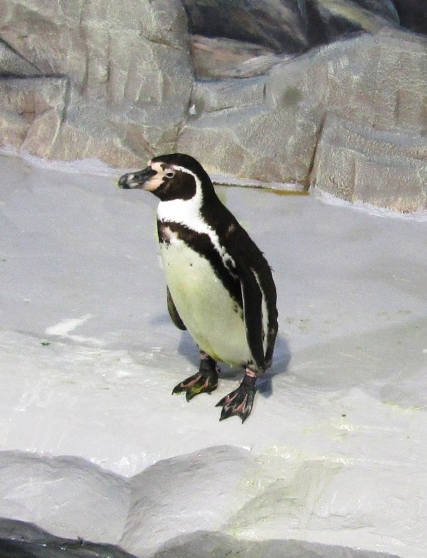 Пингвин - Самохвалова Зинаида 