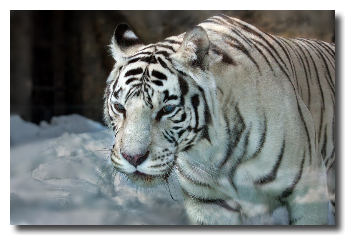 Белый тигр - GaL-Lina .
