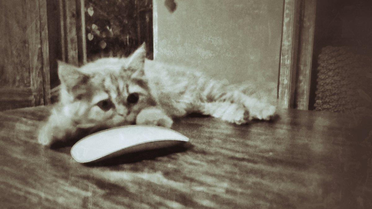кошки мышки - Alexander Romanov (Roalan Photos)