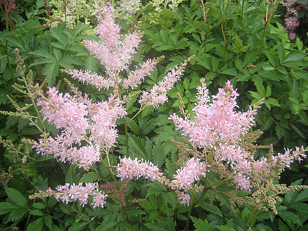 Astilbe / Астильба - laana laadas