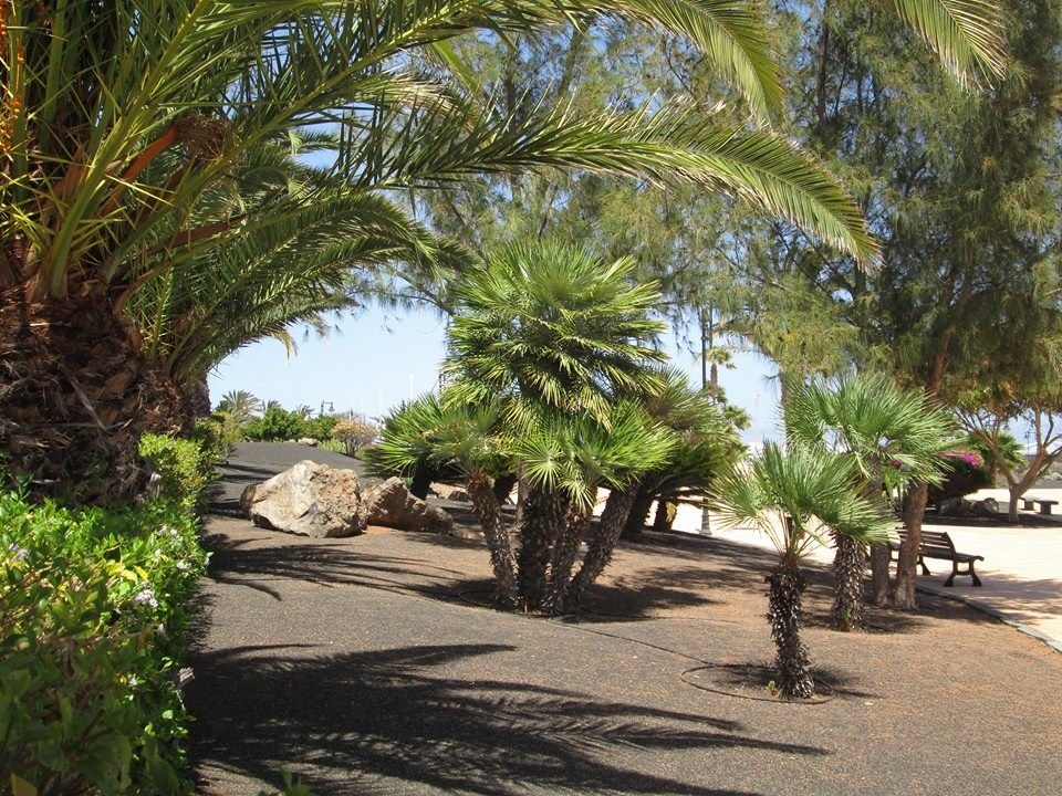 Lanzarote - Yelena Sievers