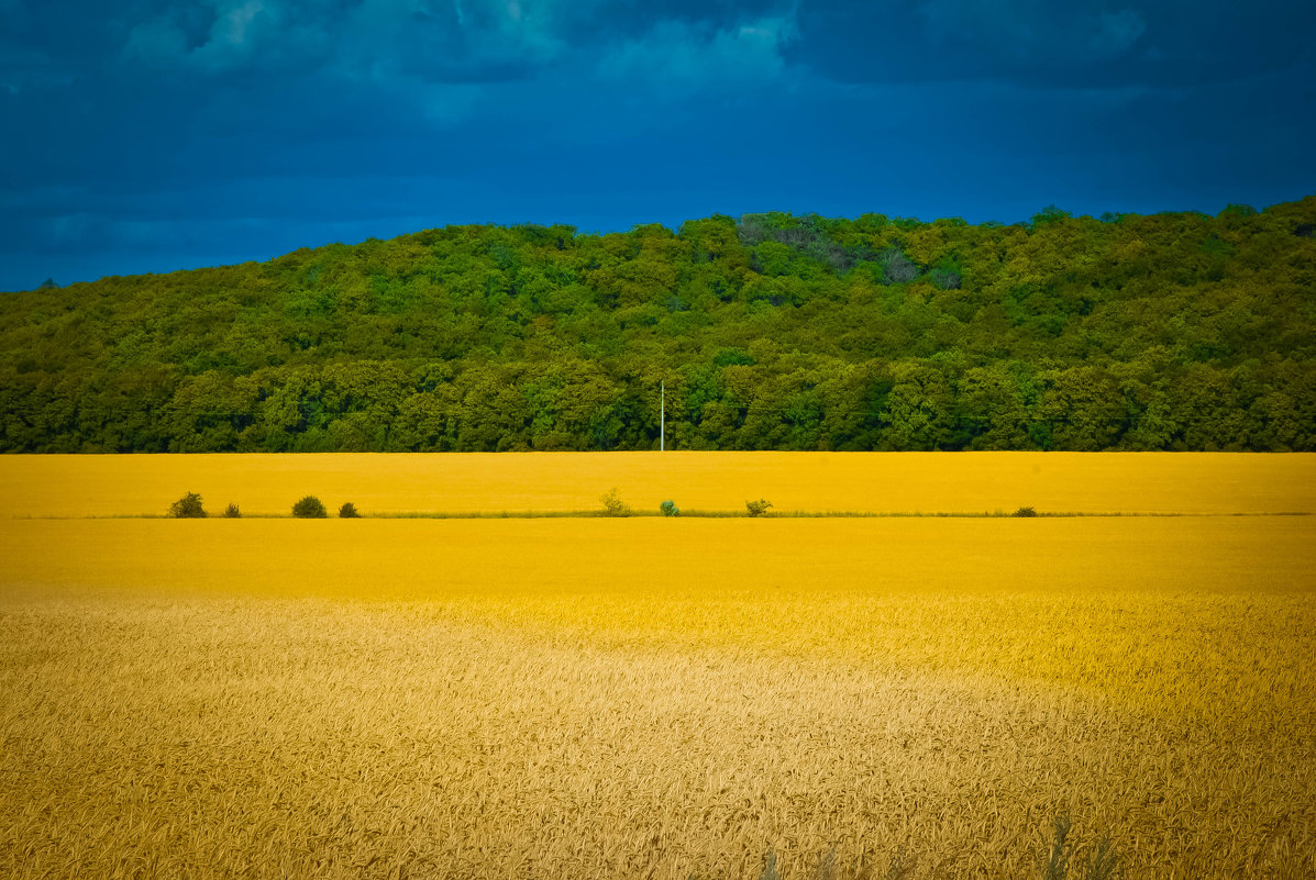 пшеничное поле - Astriea 