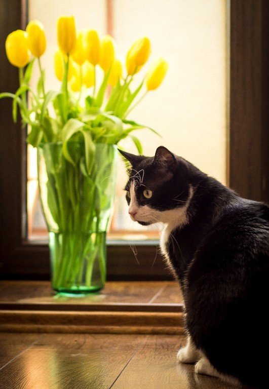кот и тюльпаны - Asya Trosheva