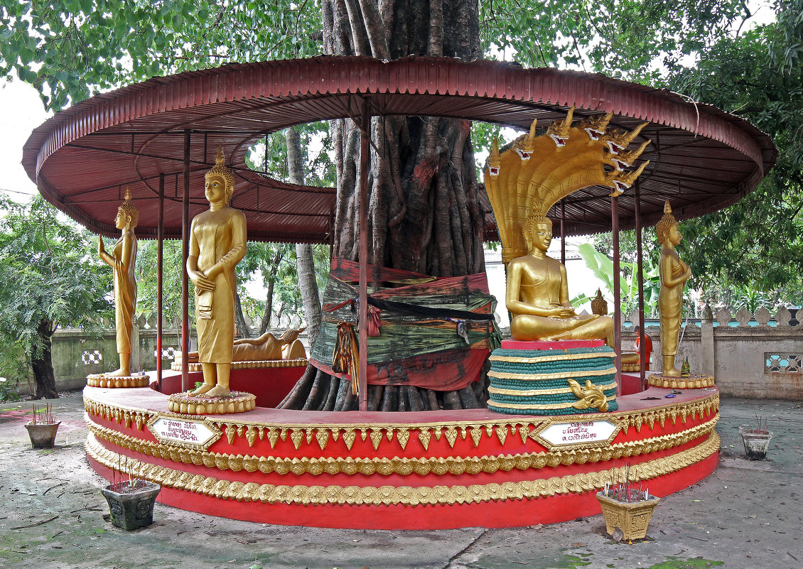Лаос. Вьентьян. Семь статуй Будды вокруг старого дерева - Владимир Шибинский