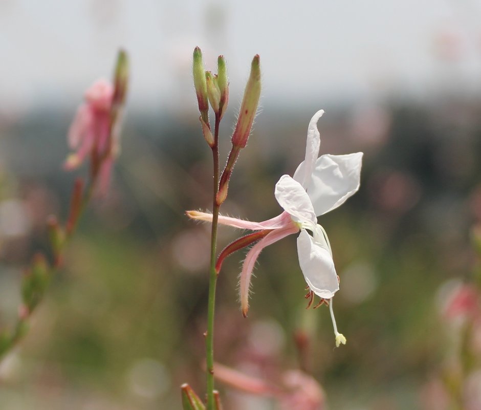 Скромный ближневосточный цветок - Александра 