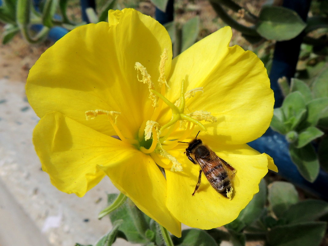 Цветок с пчелой - Игорь 