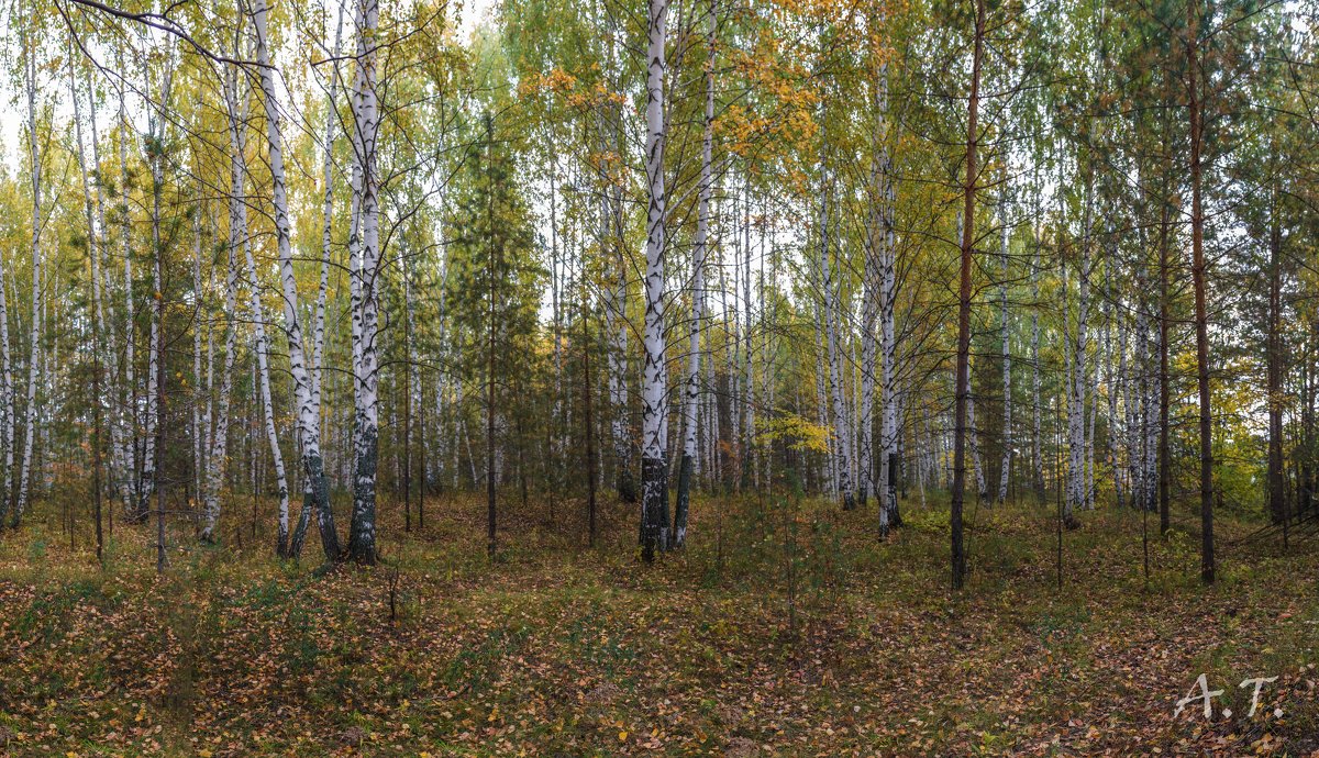 Осенний лесной пейзаж - Александр 