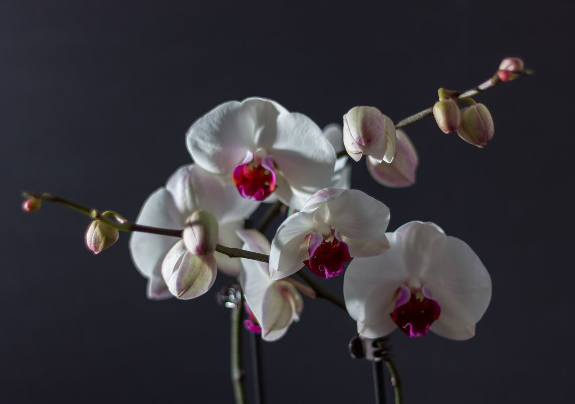 Орхидея Phalaenopsis. - Евгенией Питомец