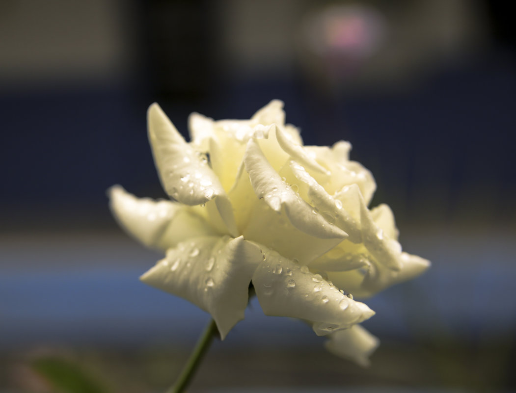 Белая роза - Сергей Глотов