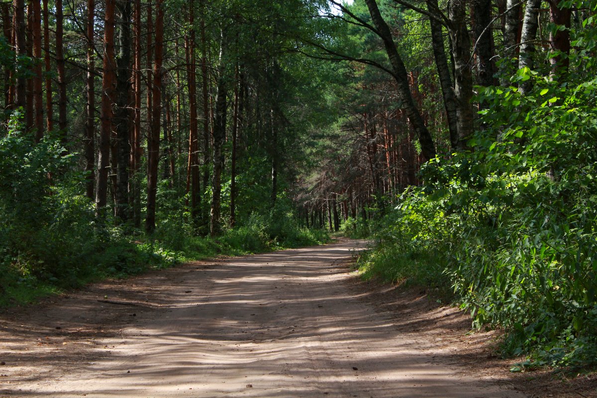 Дорога в лесу - Анна Никитина