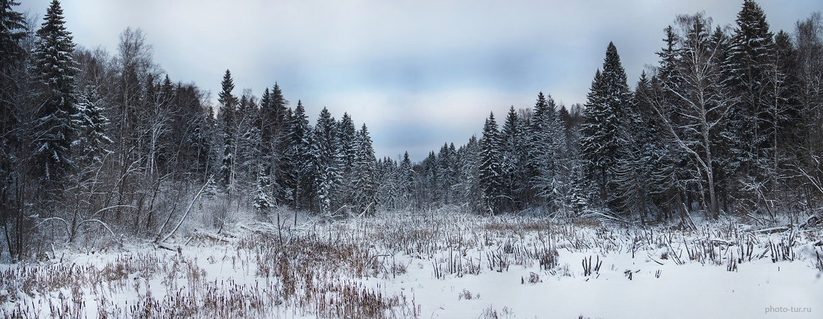 Зимний лес - Photo-tur.ru 