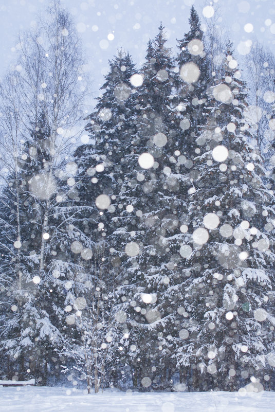 Снегопад - Дмитрий Просвирнин