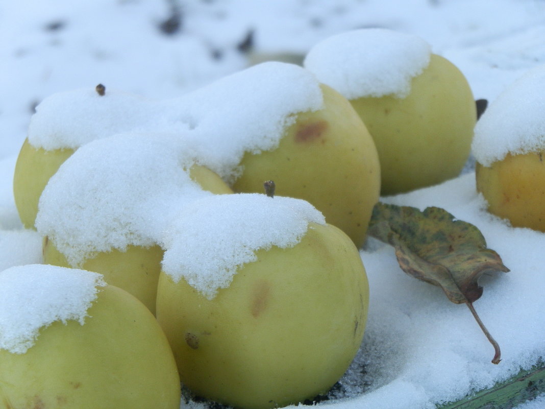 Яблоки на снегу. - Королева Надежда 
