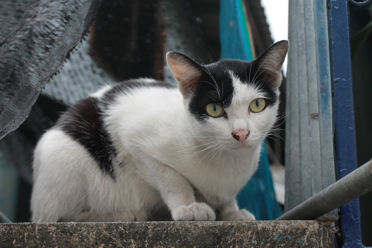 Street cat - Elena Ageeva