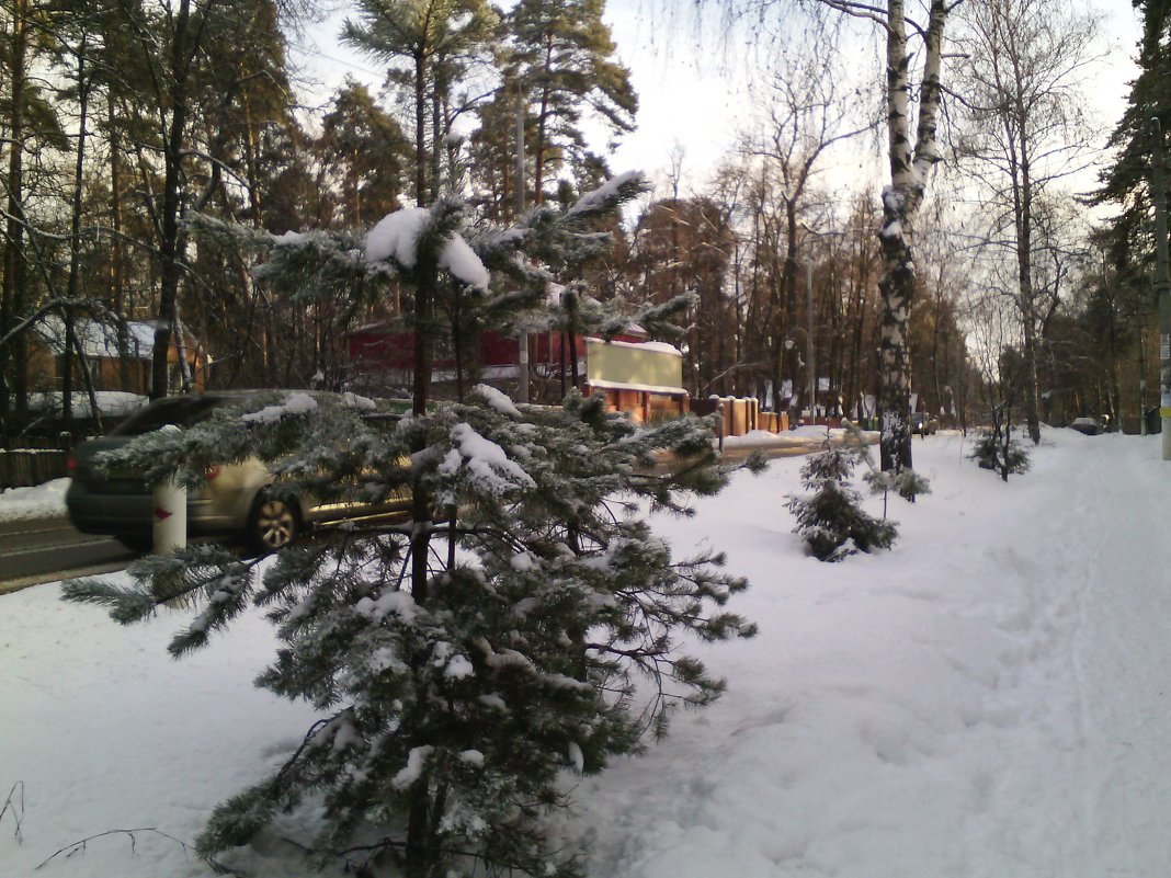 Однажды январской дорогой в Томилино.... - Ольга Кривых