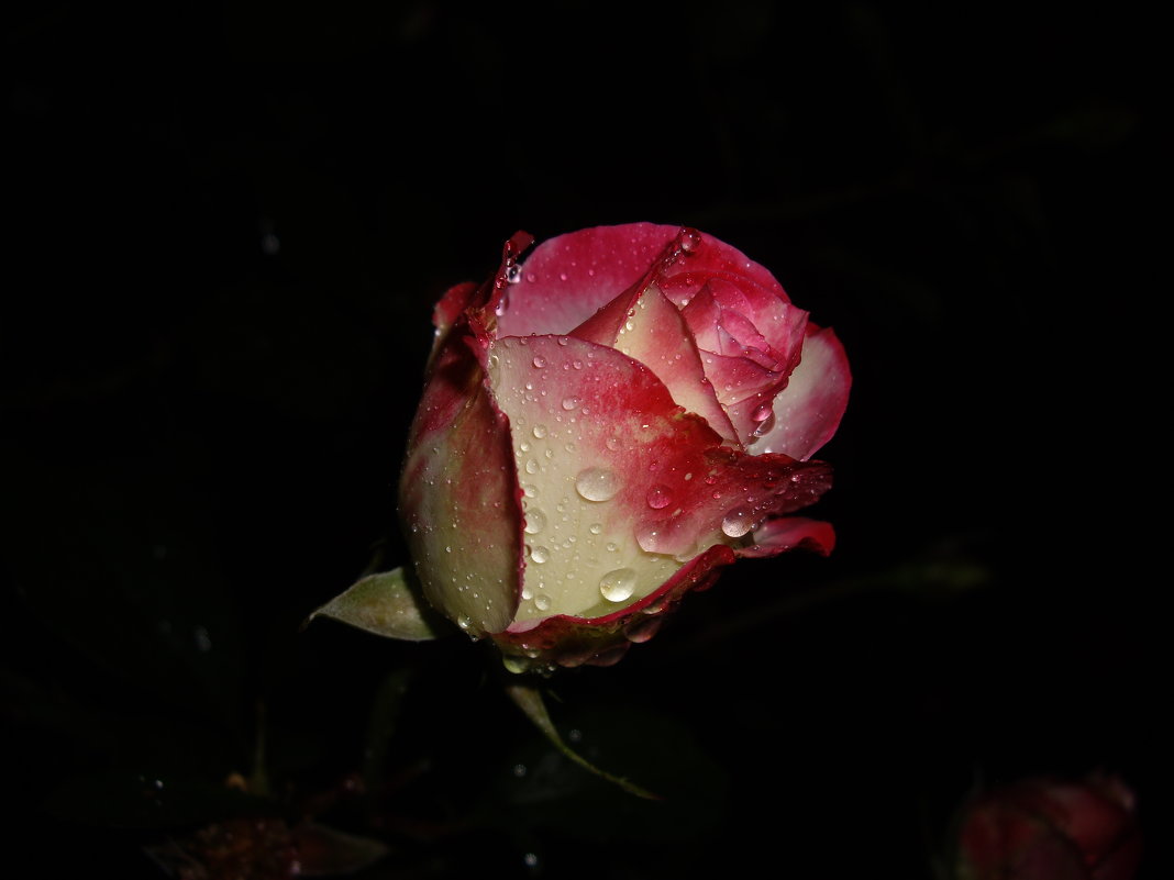 Роза в слезах - BEk-AS 62