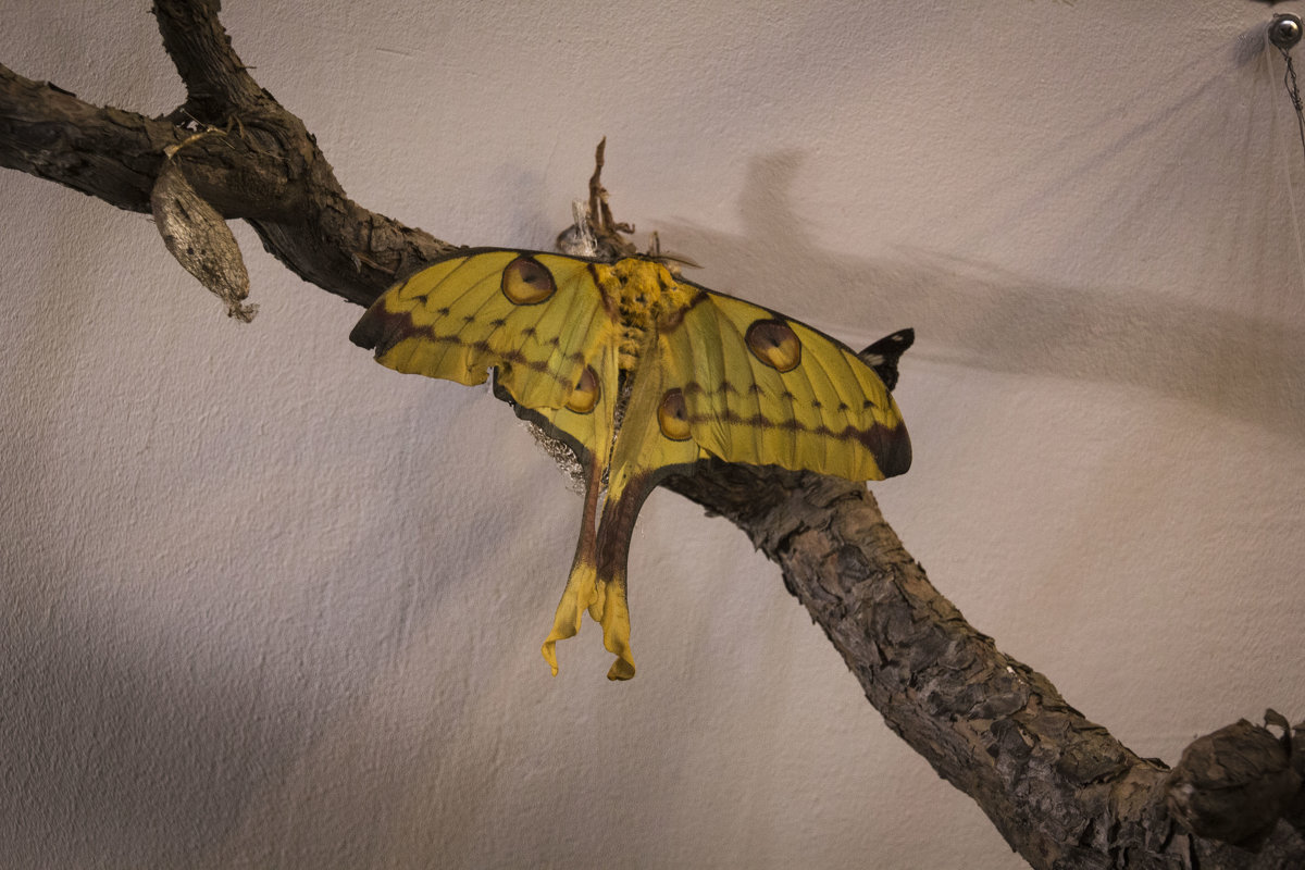 Тропическая бабочка - Aнна Зарубина