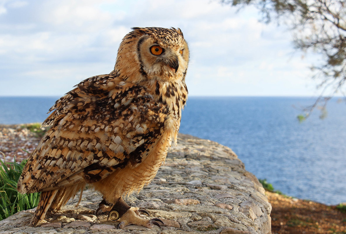 Malta/owl - Юлия 
