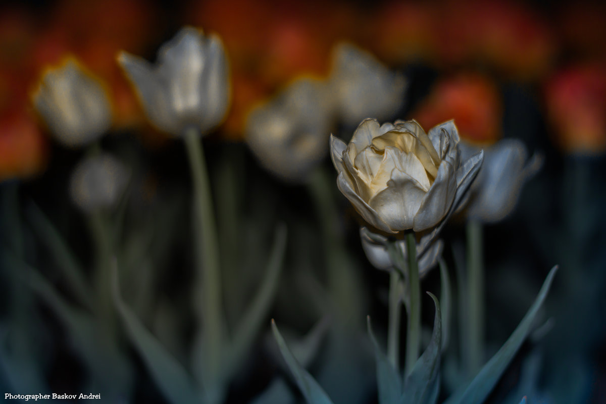 Вечерние цветы - Андрей Баськов