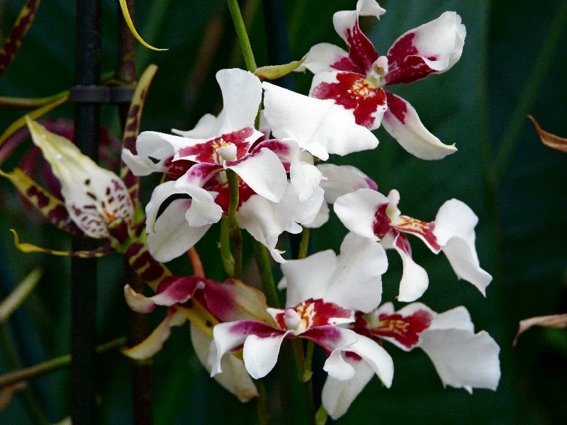 Орхидея Odontoglossum - Наталья (Nata-Cygan) Цыганова