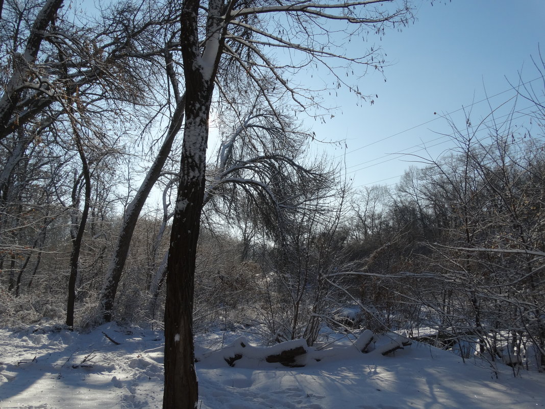 Зимой в лесопарке... - Тамара (st.tamara)