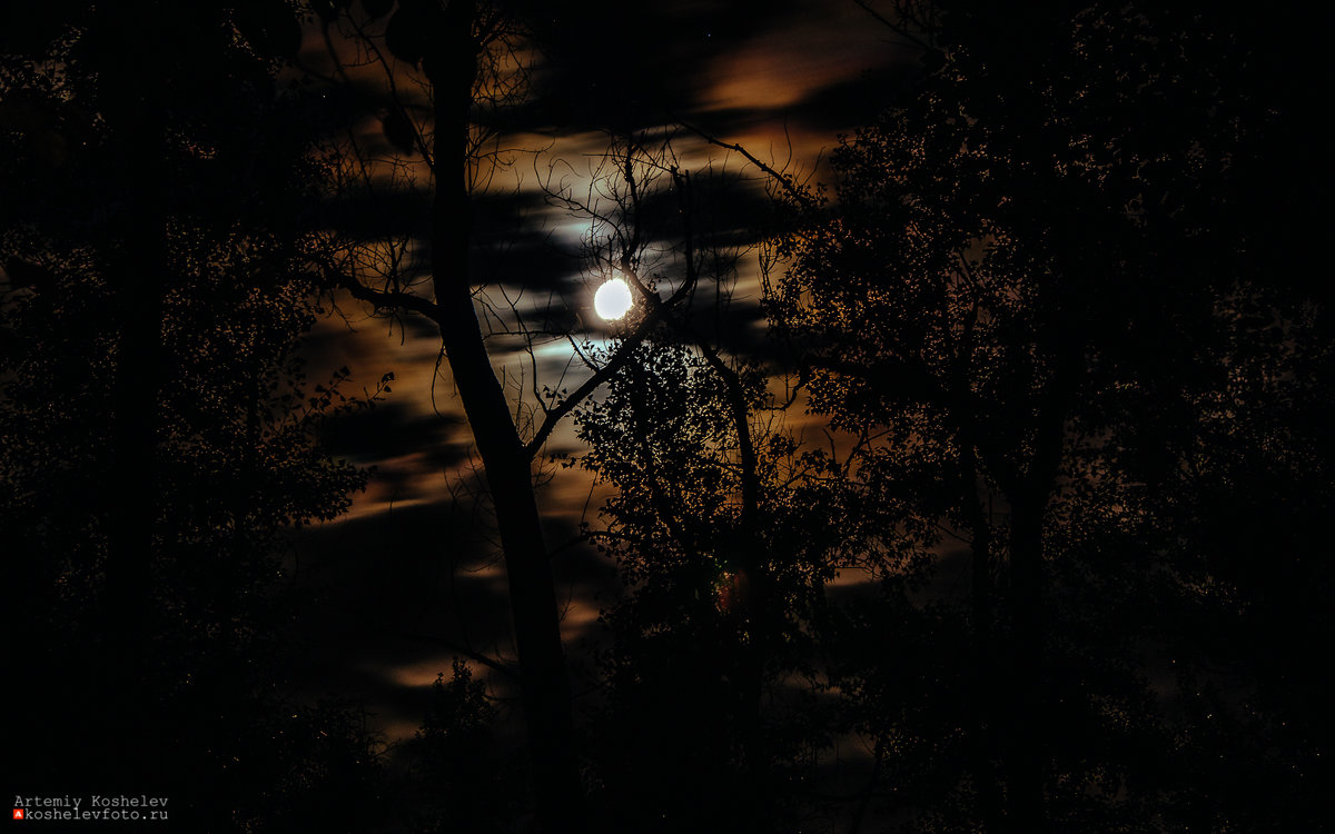 Ночь в лесу. - Артемий Кошелев