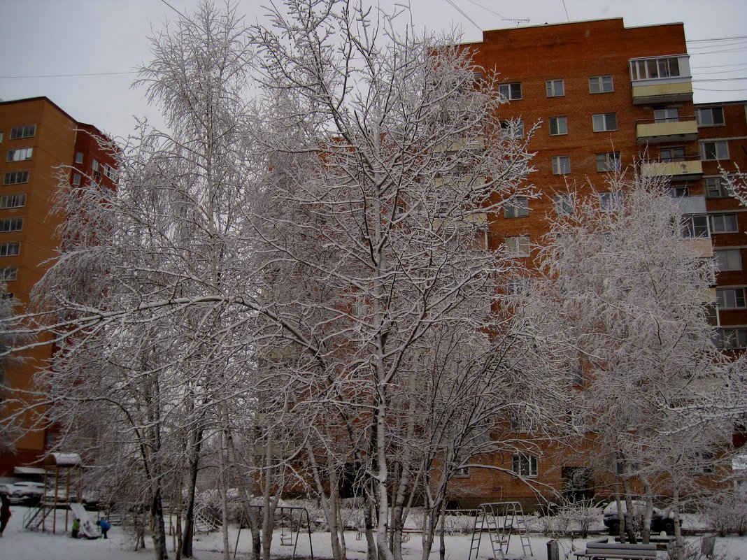 Березки зимой - Елена Семигина