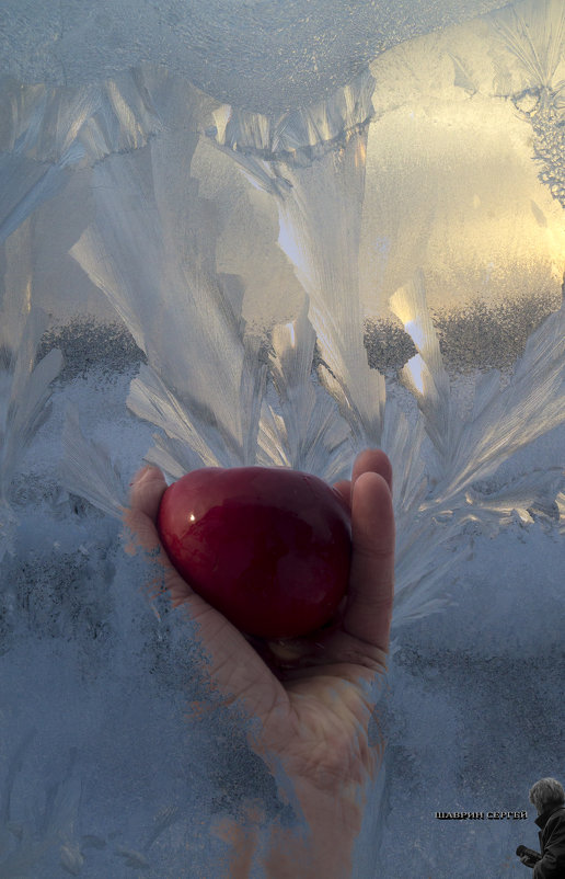 В дивных райских садах просто прорва мороженых яблок... - Сергей Шаврин