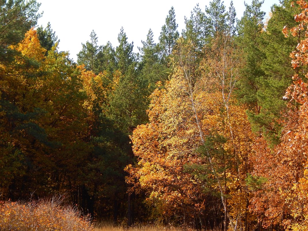 Осенний лес - Татьяна ***