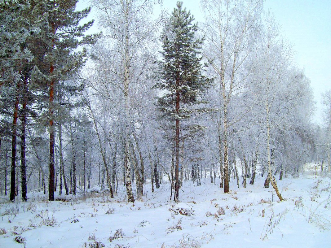 Сибирская зима - alemigun 