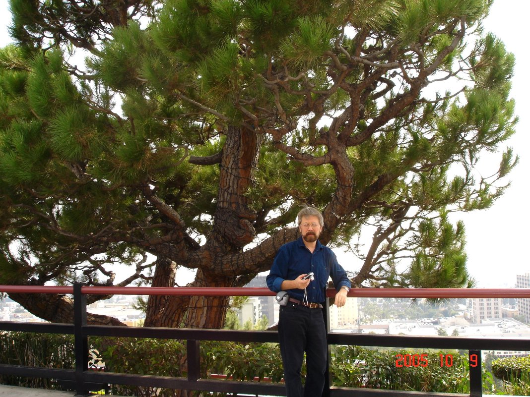 Развесистое дерево на Голливудском холме. - Владимир Смольников