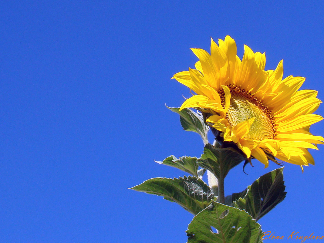 Цветок солнца - Елена Круглова