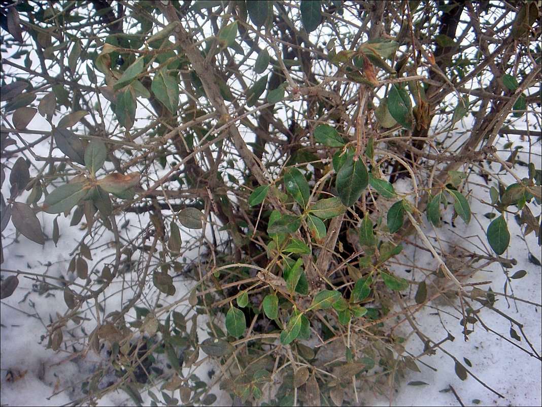 Вечнозелёный кустик среди зимы - Нина Корешкова