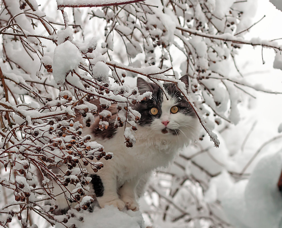 Снежный кот... - Елена Васильева