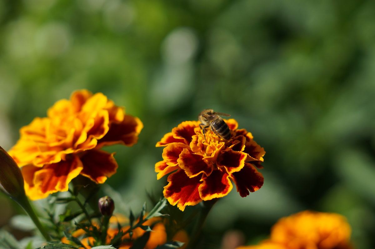 Пчелка - валерия огородник