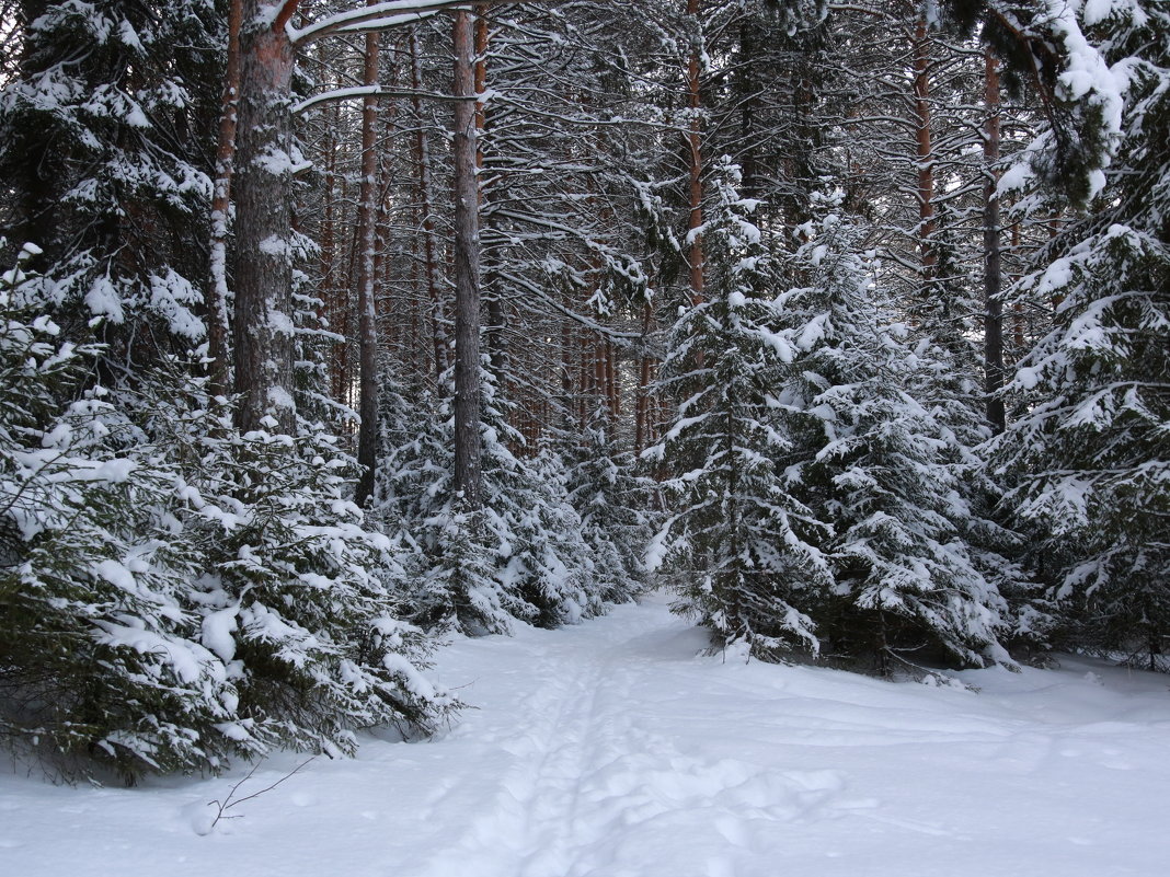 лес зимой - Елена 