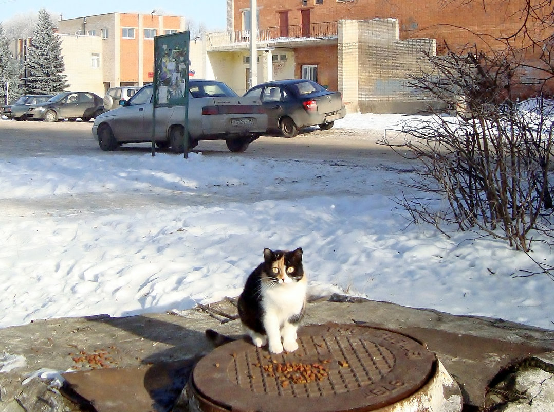 я на солнышке сижу... - Галина Флора