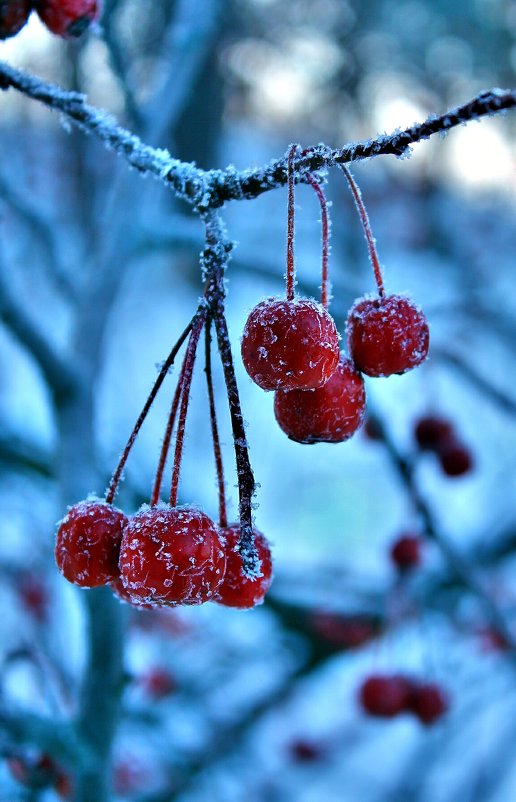 Зимняя ягода - Евгений Агудов