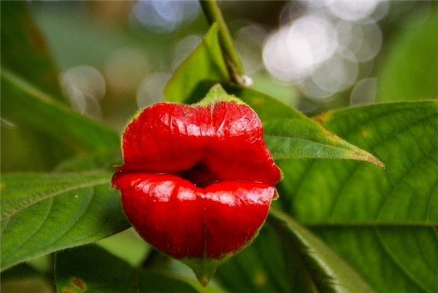 цветок Kiss или Поцелуй - Galina194701 
