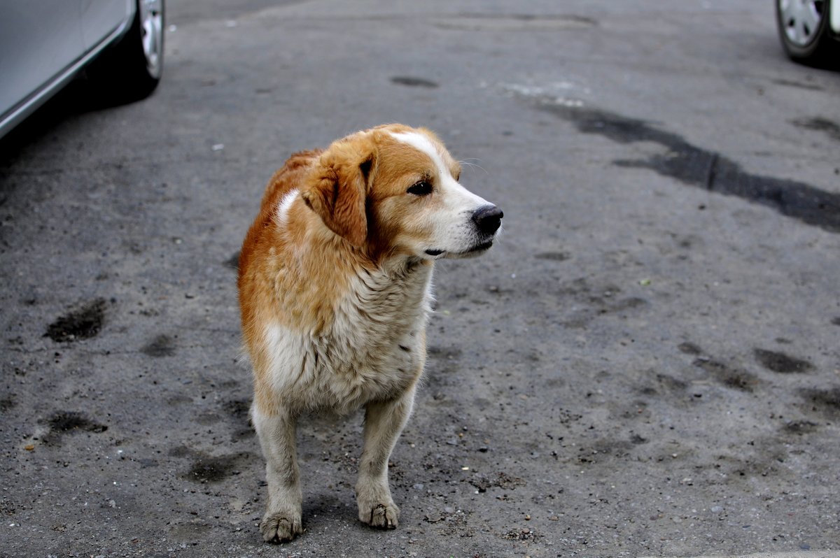 Бездомная собака - Наталья Сергеевна